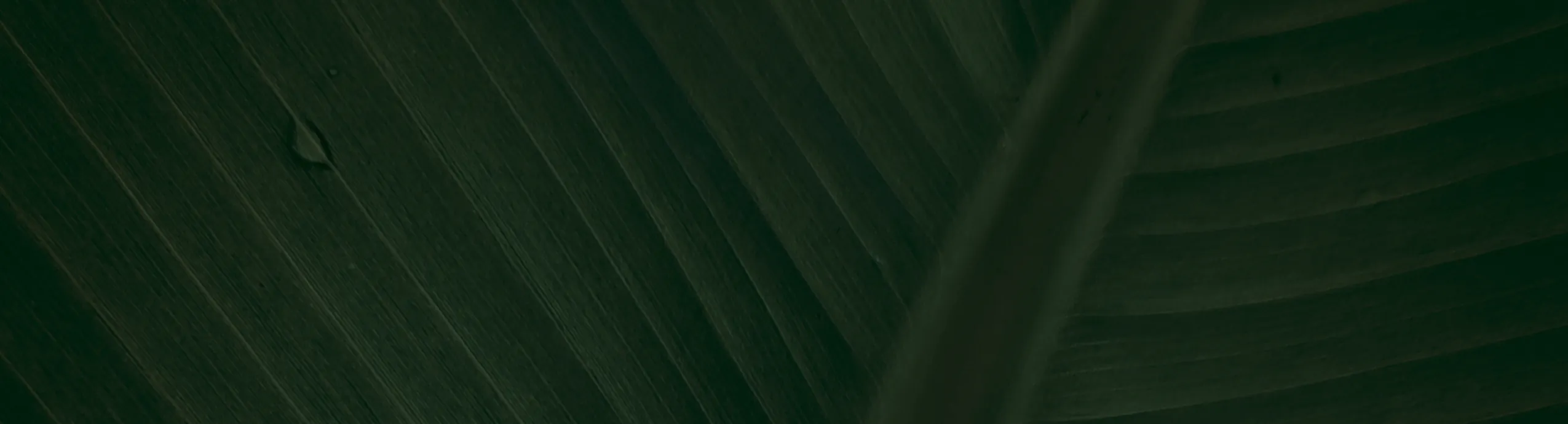 Véritable Trèfle à 5 Feuilles | Porte-Bonheur Rare de Collection