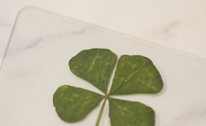 Trèfle à quatre feuilles séché et pressé, posé sur un plan en marbre clair