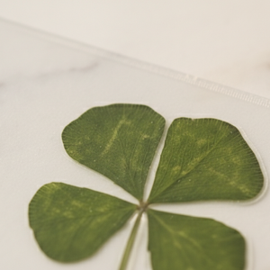 Trèfle à quatre feuilles séché et pressé, posé sur un plan en marbre clair